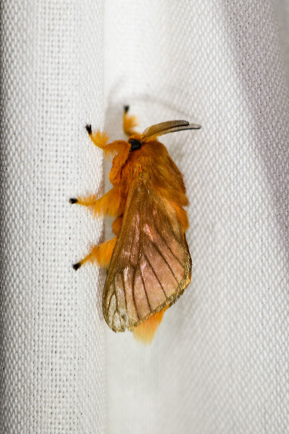 Tangerine furry-legs - side view, La Isla Escondida, Colombia  Acraga moorei,Colombia,Colombia 2018,Colombia South,Fall,Geotagged,La Isla Escondida,Putumayo,South America,World