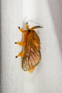 Tangerine furry-legs - side view, La Isla Escondida, Colombia  Acraga moorei,Colombia,Colombia 2018,Colombia South,Fall,Geotagged,La Isla Escondida,Putumayo,South America,World