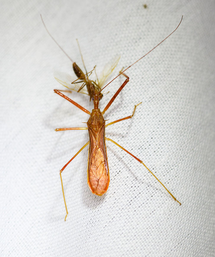 Assassin bug on the hunt, La Isla Escondida, Colombia  Colombia,Colombia 2018,Colombia South,Fall,Geotagged,La Isla Escondida,Putumayo,South America,World