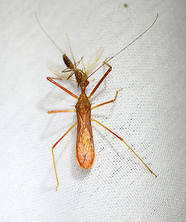 Assassin bug on the hunt, La Isla Escondida, Colombia  Colombia,Colombia 2018,Colombia South,Fall,Geotagged,La Isla Escondida,Putumayo,South America,World