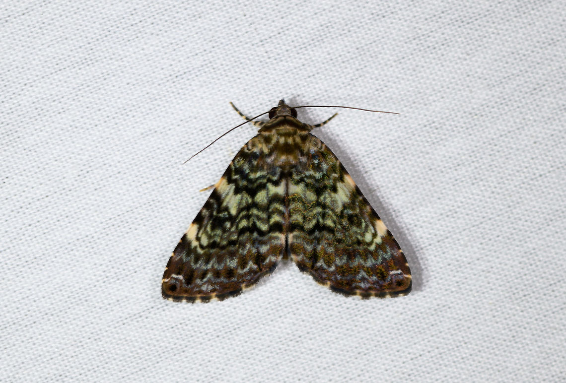 Coenipeta sp., La Isla Escondida, Colombia  Coenipeta polynoe,Colombia,Colombia 2018,Colombia South,Fall,Geotagged,La Isla Escondida,Putumayo,South America,World