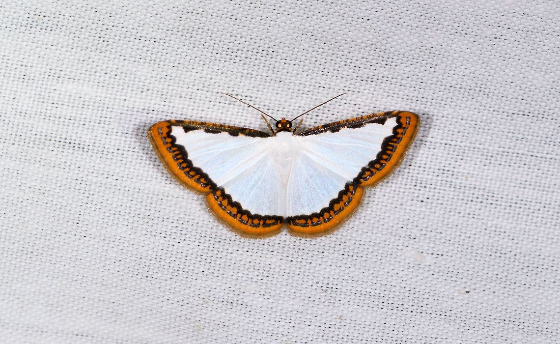 Mimosa - undescribed, La Isla Escondida, Colombia  Colombia,Colombia 2018,Colombia South,Fall,Geotagged,La Isla Escondida,Mimosa Pearl,Putumayo,South America,World