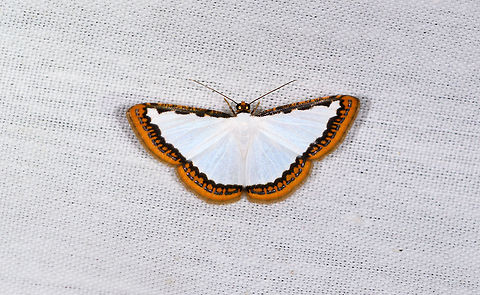 Mimosa - undescribed, La Isla Escondida, Colombia  Colombia,Colombia 2018,Colombia South,Fall,Geotagged,La Isla Escondida,Mimosa Pearl,Putumayo,South America,World