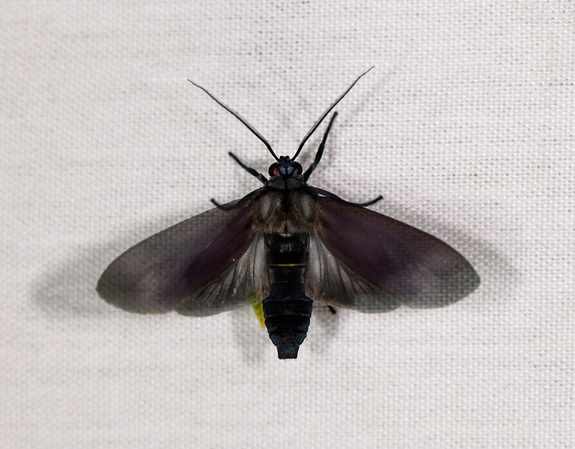 Black tiger moth, La Isla Escondida, Colombia  Colombia,Colombia 2018,Colombia South,Fall,Geotagged,La Isla Escondida,Putumayo,South America,World