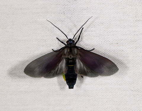 Black tiger moth, La Isla Escondida, Colombia  Colombia,Colombia 2018,Colombia South,Fall,Geotagged,La Isla Escondida,Putumayo,South America,World