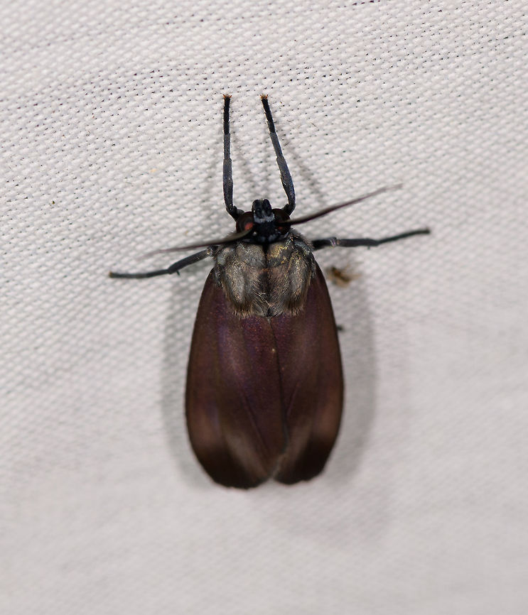Himerarctia sp., La Isla Escondida, Colombia  Colombia,Colombia 2018,Colombia South,Fall,Geotagged,La Isla Escondida,Putumayo,South America,World