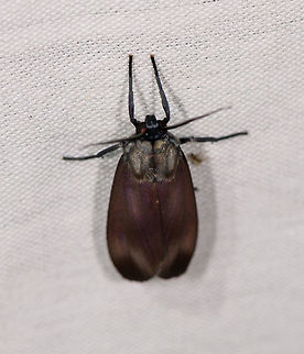 Himerarctia sp., La Isla Escondida, Colombia  Colombia,Colombia 2018,Colombia South,Fall,Geotagged,La Isla Escondida,Putumayo,South America,World
