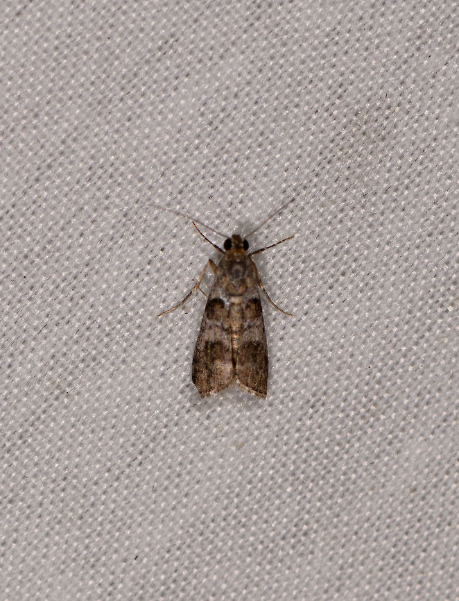 Phycitinae sp., La Isla Escondida, Colombia Extremely small, this is a very big crop. Colombia,Colombia 2018,Colombia South,Fall,Geotagged,La Isla Escondida,Putumayo,South America,World