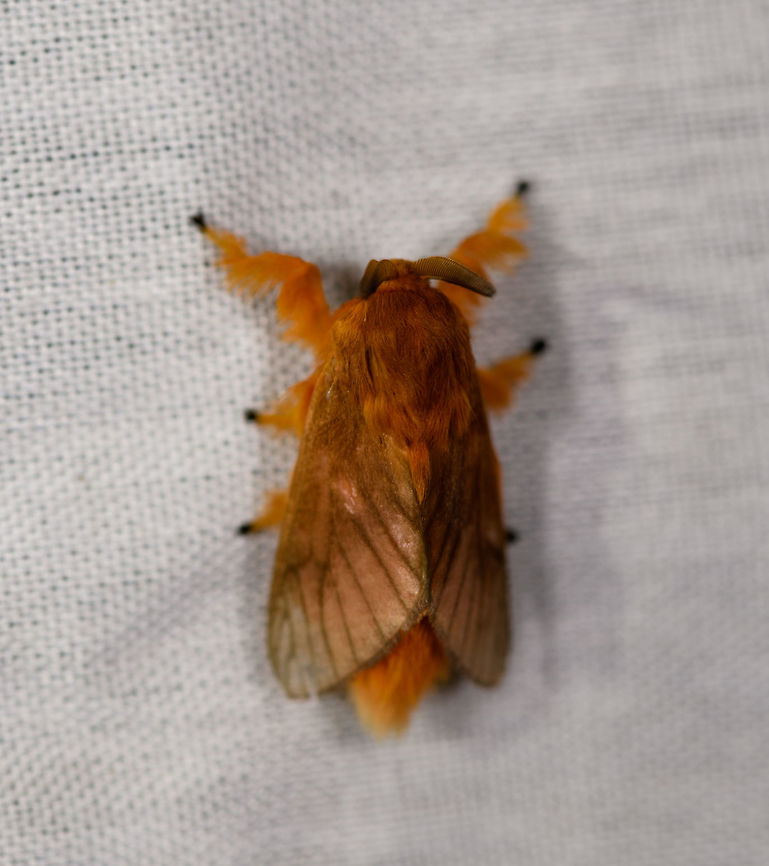 Tangerine furry-legs - top view, La Isla Escondida, Colombia  Acraga moorei,Colombia,Colombia 2018,Colombia South,La Isla Escondida,Putumayo,South America,Tangerine furry-legs,World