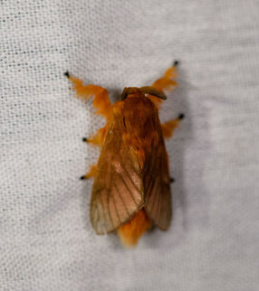 Tangerine furry-legs - top view, La Isla Escondida, Colombia  Acraga moorei,Colombia,Colombia 2018,Colombia South,La Isla Escondida,Putumayo,South America,Tangerine furry-legs,World