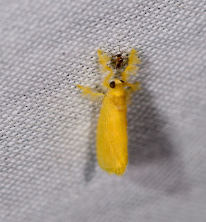 Yellow furry-legs, La Isla Escondida, Colombia  Acraga infusa,Colombia,Colombia 2018,Colombia South,Fall,Geotagged,La Isla Escondida,Putumayo,South America,World,Yellow furry-legs