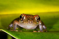 Orange-headed Pristimantis sp, La Isla Escondida, Colombia Whilst Henriette and I were having our first moth night in La Isla Escondida, Manuel (general guide) and Brayan (local guide) were herping and kept bringing frogs. It was a busy yet awesome night. I was feeling really sick on this day but all discomfort became a minor background noise given this factory of biodiversity.<br />
https://www.jungledragon.com/image/70556/orange-headed_pristimantis_sp_-_side_view_la_isla_escondida_colombia.html<br />
https://www.jungledragon.com/image/70557/orange-headed_pristimantis_sp_-_body_view_la_isla_escondida_colombia.html<br />
https://www.jungledragon.com/image/70558/orange-headed_pristimantis_sp_-_top_view_la_isla_escondida_colombia.html Colombia,Colombia 2018,Colombia South,Fall,Geotagged,Jatun Sacha Rain Frog,La Isla Escondida,Pristimantis kichwarum,Putumayo,South America,World