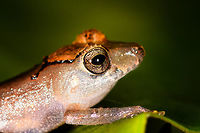 Orange-headed Pristimantis sp - side view, La Isla Escondida, Colombia Whilst Henriette and I were having our first moth night in La Isla Escondida, Manuel (general guide) and Brayan (local guide) were herping and kept bringing frogs. It was a busy yet awesome night. I was feeling really sick on this day but all discomfort became a minor background noise given this factory of biodiversity.<br />
https://www.jungledragon.com/image/70555/orange-headed_pristimantis_sp_la_isla_escondida_colombia.html<br />
https://www.jungledragon.com/image/70557/orange-headed_pristimantis_sp_-_body_view_la_isla_escondida_colombia.html<br />
https://www.jungledragon.com/image/70558/orange-headed_pristimantis_sp_-_top_view_la_isla_escondida_colombia.html Colombia,Colombia 2018,Colombia South,Fall,Geotagged,La Isla Escondida,Putumayo,South America,World