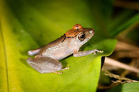 Orange-headed Pristimantis sp - body view, La Isla Escondida, Colombia Whilst Henriette and I were having our first moth night in La Isla Escondida, Manuel (general guide) and Brayan (local guide) were herping and kept bringing frogs. It was a busy yet awesome night. I was feeling really sick on this day but all discomfort became a minor background noise given this factory of biodiversity.<br />
https://www.jungledragon.com/image/70555/orange-headed_pristimantis_sp_la_isla_escondida_colombia.html<br />
https://www.jungledragon.com/image/70556/orange-headed_pristimantis_sp_-_side_view_la_isla_escondida_colombia.html<br />
https://www.jungledragon.com/image/70558/orange-headed_pristimantis_sp_-_top_view_la_isla_escondida_colombia.html Colombia,Colombia 2018,Colombia South,Fall,Geotagged,La Isla Escondida,Putumayo,South America,World