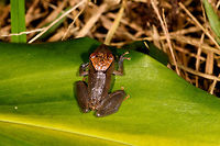 Orange-headed Pristimantis sp - top view, La Isla Escondida, Colombia Whilst Henriette and I were having our first moth night in La Isla Escondida, Manuel (general guide) and Brayan (local guide) were herping and kept bringing frogs. It was a busy yet awesome night. I was feeling really sick on this day but all discomfort became a minor background noise given this factory of biodiversity.<br />
https://www.jungledragon.com/image/70555/orange-headed_pristimantis_sp_la_isla_escondida_colombia.html<br />
https://www.jungledragon.com/image/70557/orange-headed_pristimantis_sp_-_body_view_la_isla_escondida_colombia.html<br />
https://www.jungledragon.com/image/70556/orange-headed_pristimantis_sp_-_side_view_la_isla_escondida_colombia.html Colombia,Colombia 2018,Colombia South,La Isla Escondida,Putumayo,South America,World