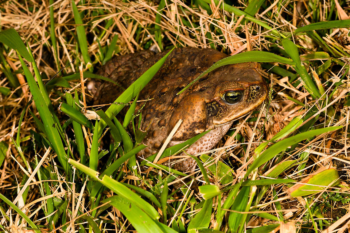 Cane toad, La Isla Escondida, Colombia Sitting in front of the cloth during our first moth night, no doubt having the time of its life.<br />
<figure class="photo"><a href="https://www.jungledragon.com/image/70560/cane_toad_eye_la_isla_escondida_colombia.html" title="Cane toad eye, La Isla Escondida, Colombia"><img src="https://s3.amazonaws.com/media.jungledragon.com/images/2/70560_thumb.jpg?AWSAccessKeyId=05GMT0V3GWVNE7GGM1R2&Expires=1759968010&Signature=e6Q%2BNNMcPeXYhqUuJ4PDw5yKaPs%3D" width="106" height="152" alt="Cane toad eye, La Isla Escondida, Colombia Sitting in front of the cloth during our first moth night, no doubt having the time of its life.<br />
https://www.jungledragon.com/image/70559/cane_toad_la_isla_escondida_colombia.html Cane toad,Colombia,Colombia 2018,Colombia South,Fall,Geotagged,La Isla Escondida,Putumayo,Rhinella marina,South America,World" /></a></figure> Cane toad,Colombia,Colombia 2018,Colombia South,Fall,Geotagged,La Isla Escondida,Putumayo,Rhinella marina,South America,World