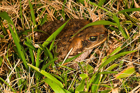 Cane toad, La Isla Escondida, Colombia Sitting in front of the cloth during our first moth night, no doubt having the time of its life.
https://www.jungledragon.com/image/70560/cane_toad_eye_la_isla_escondida_colombia.html Cane toad,Colombia,Colombia 2018,Colombia South,Fall,Geotagged,La Isla Escondida,Putumayo,Rhinella marina,South America,World