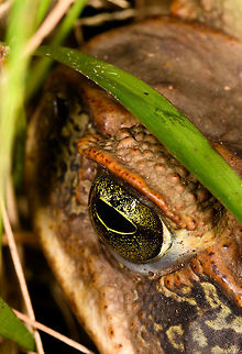 Cane toad eye, La Isla Escondida, Colombia Sitting in front of the cloth during our first moth night, no doubt having the time of its life.
https://www.jungledragon.com/image/70559/cane_toad_la_isla_escondida_colombia.html Cane toad,Colombia,Colombia 2018,Colombia South,Fall,Geotagged,La Isla Escondida,Putumayo,Rhinella marina,South America,World