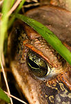 Cane toad eye, La Isla Escondida, Colombia Sitting in front of the cloth during our first moth night, no doubt having the time of its life.<br />
https://www.jungledragon.com/image/70559/cane_toad_la_isla_escondida_colombia.html Cane toad,Colombia,Colombia 2018,Colombia South,Fall,Geotagged,La Isla Escondida,Putumayo,Rhinella marina,South America,World