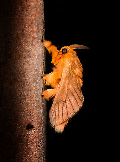 Tangerine furry-legs on tree, La Isla Escondida, Colombia  Acraga moorei,Colombia,Colombia 2018,Colombia South,Fall,Geotagged,La Isla Escondida,Putumayo,South America,Tangerine furry-legs,World