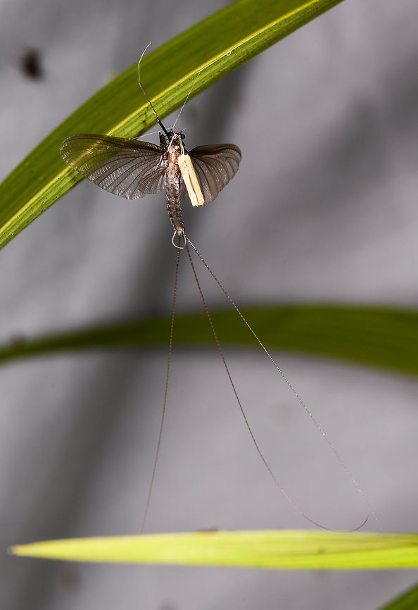 3-tailed Mayfly, La Isla Escondida, Colombia Full body view of a 3-tailed mayfly in front of a cloth we used for mothing.<br />
<figure class="photo"><a href="https://www.jungledragon.com/image/70484/brown_mayfly_la_isla_escondida_colombia.html" title="Brown Mayfly, La Isla Escondida, Colombia"><img src="https://s3.amazonaws.com/media.jungledragon.com/images/2/70484_thumb.jpg?AWSAccessKeyId=05GMT0V3GWVNE7GGM1R2&Expires=1770854410&Signature=LLeZmm7nDw0d82Ch77E%2BBgqDEFA%3D" width="200" height="186" alt="Brown Mayfly, La Isla Escondida, Colombia Found hanging on a leaf in front of our moth setup at night in La Isla Escondida, Colombia. I'm not really sure what it is holding in its mouth. Colombia,Colombia 2018,Colombia South,La Isla Escondida,Putumayo,South America,World" /></a></figure> Colombia,Colombia 2018,Colombia South,Fall,Geotagged,La Isla Escondida,Putumayo,South America,World