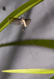 3-tailed Mayfly, La Isla Escondida, Colombia Full body view of a 3-tailed mayfly in front of a cloth we used for mothing.
https://www.jungledragon.com/image/70484/brown_mayfly_la_isla_escondida_colombia.html Colombia,Colombia 2018,Colombia South,Fall,Geotagged,La Isla Escondida,Putumayo,South America,World