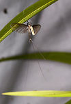 3-tailed Mayfly, La Isla Escondida, Colombia Full body view of a 3-tailed mayfly in front of a cloth we used for mothing.<br />
https://www.jungledragon.com/image/70484/brown_mayfly_la_isla_escondida_colombia.html Colombia,Colombia 2018,Colombia South,Fall,Geotagged,La Isla Escondida,Putumayo,South America,World