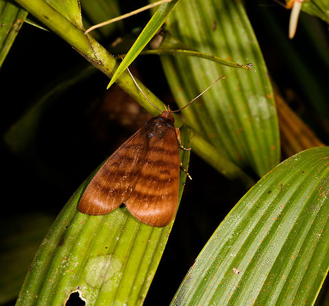 Lengthy orange moth with round wings, La Isla Escondida, Colombia  Colombia,Colombia 2018,Colombia South,La Isla Escondida,Putumayo,South America,World
