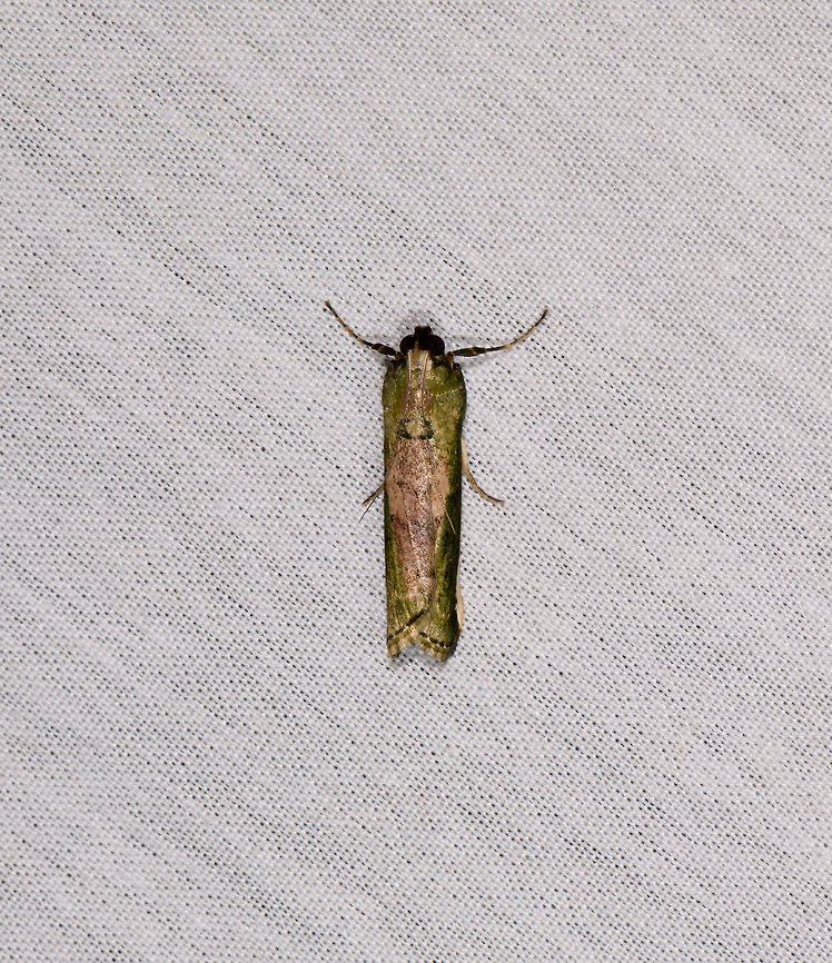 Epipaschiinae, La Isla Escondida, Colombia  Colombia,Colombia 2018,Colombia South,Fall,Geotagged,La Isla Escondida,Putumayo,South America,World