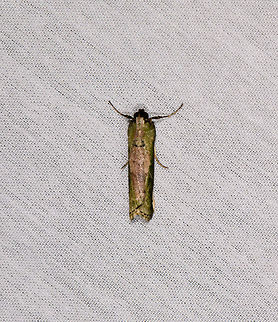 Epipaschiinae, La Isla Escondida, Colombia  Colombia,Colombia 2018,Colombia South,Fall,Geotagged,La Isla Escondida,Putumayo,South America,World