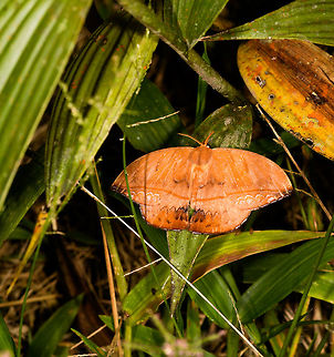 Oxytenis plettina on leaf, La Isla Escondida, Colombia  Colombia,Colombia 2018,Colombia South,La Isla Escondida,Oxytenis plettina,Putumayo,South America,World