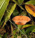 Oxytenis plettina on leaf, La Isla Escondida, Colombia  Colombia,Colombia 2018,Colombia South,La Isla Escondida,Oxytenis plettina,Putumayo,South America,World