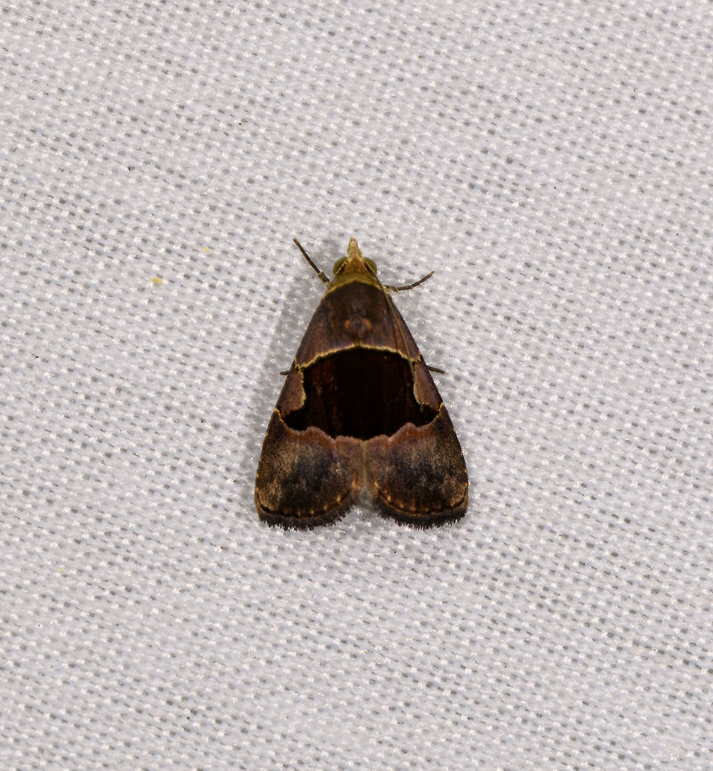Abacena accincta, La Isla Escondida, Colombia  Abacena accincta,Colombia,Colombia 2018,Colombia South,Fall,Geotagged,La Isla Escondida,Putumayo,South America,World