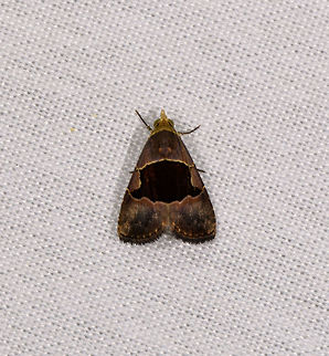 Abacena accincta, La Isla Escondida, Colombia  Abacena accincta,Colombia,Colombia 2018,Colombia South,Fall,Geotagged,La Isla Escondida,Putumayo,South America,World