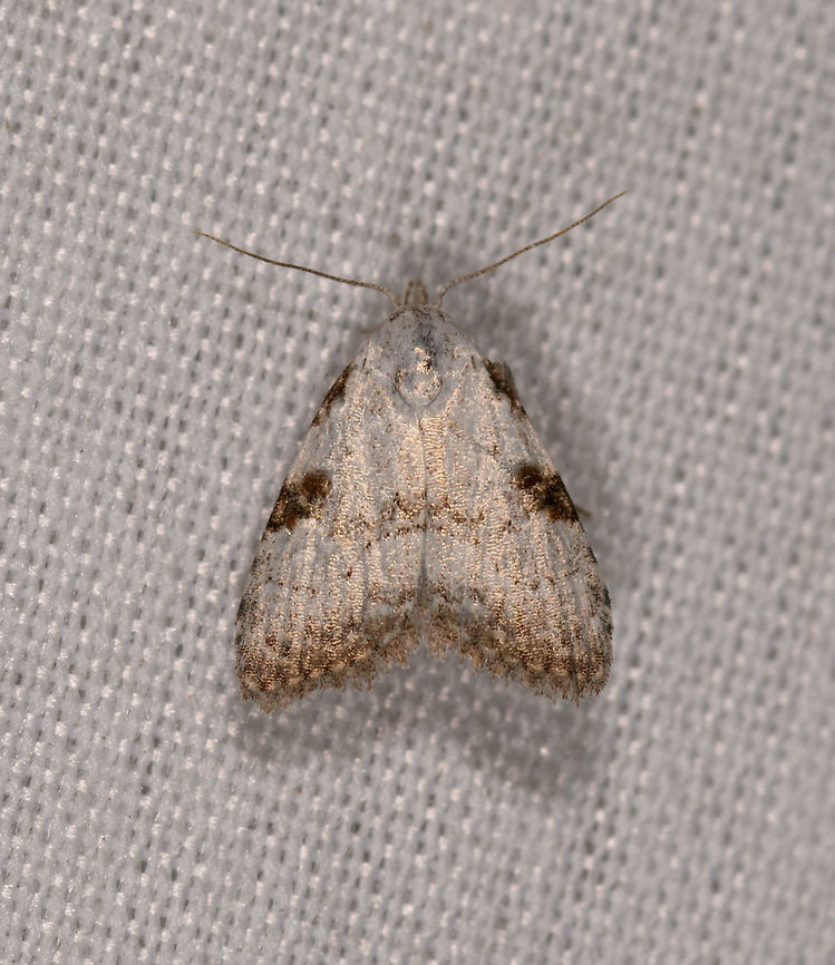 Meganola sp.?, La Isla Escondida, Colombia  Colombia,Colombia 2018,Colombia South,Fall,Geotagged,La Isla Escondida,Putumayo,South America,World