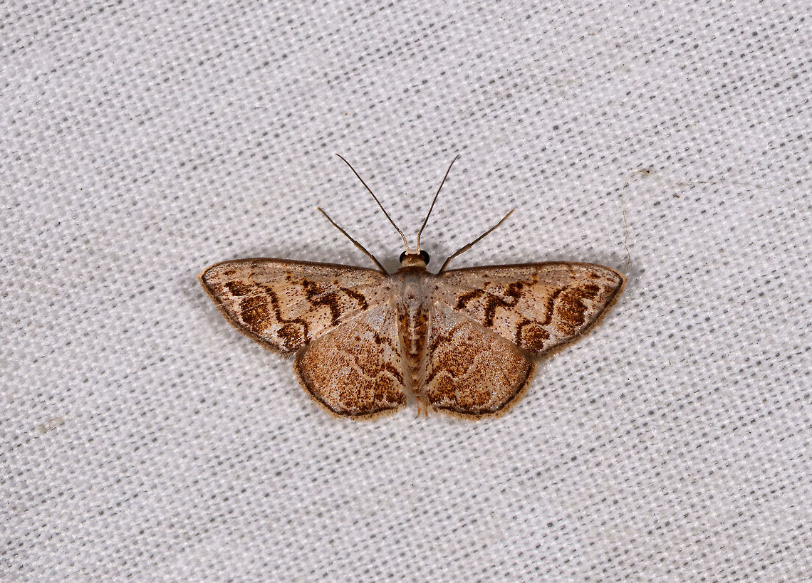 Idaea fervens, La Isla Escondida, Colombia  Colombia,Colombia 2018,Colombia South,Fall,Geotagged,Idaea fervens,La Isla Escondida,Putumayo,South America,World