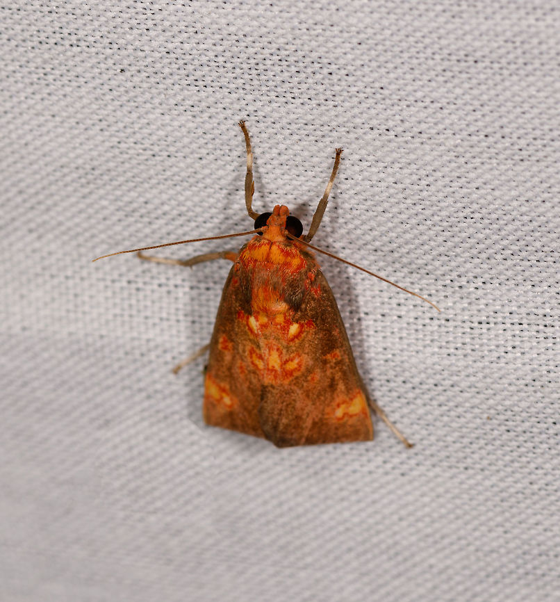 Melese sp., La Isla Escondida, Colombia  Colombia,Colombia 2018,Colombia South,Fall,Geotagged,La Isla Escondida,Putumayo,South America,World