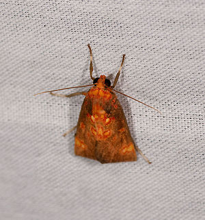 Melese sp., La Isla Escondida, Colombia  Colombia,Colombia 2018,Colombia South,Fall,Geotagged,La Isla Escondida,Putumayo,South America,World