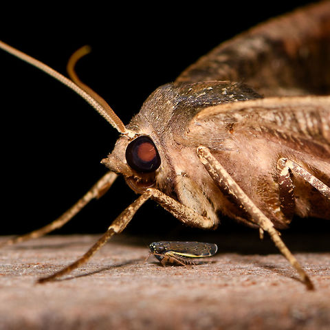 Moth perspective, La Isla Escondida, Colombia  Colombia,Colombia 2018,Colombia South,Fall,Geotagged,La Isla Escondida,Putumayo,South America,World
