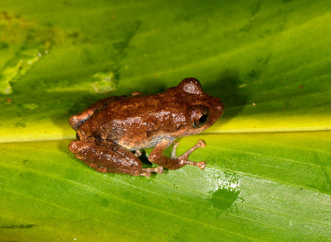Pristimantis sp. 2? ,La Isla Escondida, Colombia Found by our guides whilst we were mothing in La Isla Escondida.<br />
<figure class="photo"><a href="https://www.jungledragon.com/image/70573/pristimantis_sp._2_-_top_view_la_isla_escondida_colombia.html" title="Pristimantis sp. 2 - top view? ,La Isla Escondida, Colombia"><img src="https://s3.amazonaws.com/media.jungledragon.com/images/2/70573_thumb.jpg?AWSAccessKeyId=05GMT0V3GWVNE7GGM1R2&Expires=1759968010&Signature=WL5mDu9YRrcoj%2Fk8NBhdm7A2t6g%3D" width="144" height="152" alt="Pristimantis sp. 2 - top view? ,La Isla Escondida, Colombia Found by our guides whilst we were mothing in La Isla Escondida.<br />
https://www.jungledragon.com/image/70572/pristimantis_sp._2_la_isla_escondida_colombia.html<br />
https://www.jungledragon.com/image/70574/pristimantis_sp._2_-_front_view_la_isla_escondida_colombia.html Colombia,Colombia 2018,Colombia South,Fall,Geotagged,La Isla Escondida,Putumayo,South America,World" /></a></figure><br />
<figure class="photo"><a href="https://www.jungledragon.com/image/70574/pristimantis_sp._2_-_front_view_la_isla_escondida_colombia.html" title="Pristimantis sp. 2? - front view ,La Isla Escondida, Colombia"><img src="https://s3.amazonaws.com/media.jungledragon.com/images/2/70574_thumb.jpg?AWSAccessKeyId=05GMT0V3GWVNE7GGM1R2&Expires=1759968010&Signature=W8PD%2BVdfnMNhPFMDgIkJSaaJSk4%3D" width="200" height="164" alt="Pristimantis sp. 2? - front view ,La Isla Escondida, Colombia Found by our guides whilst we were mothing in La Isla Escondida.<br />
https://www.jungledragon.com/image/70572/pristimantis_sp._2_la_isla_escondida_colombia.html<br />
https://www.jungledragon.com/image/70573/pristimantis_sp._2_-_top_view_la_isla_escondida_colombia.html Colombia,Colombia 2018,Colombia South,Fall,Geotagged,La Isla Escondida,Putumayo,South America,World" /></a></figure> Colombia,Colombia 2018,Colombia South,Fall,Geotagged,La Isla Escondida,Putumayo,South America,World