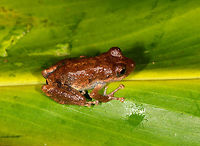 Pristimantis sp. 2? ,La Isla Escondida, Colombia Found by our guides whilst we were mothing in La Isla Escondida.<br />
https://www.jungledragon.com/image/70573/pristimantis_sp._2_-_top_view_la_isla_escondida_colombia.html<br />
https://www.jungledragon.com/image/70574/pristimantis_sp._2_-_front_view_la_isla_escondida_colombia.html Colombia,Colombia 2018,Colombia South,Fall,Geotagged,La Isla Escondida,Putumayo,South America,World