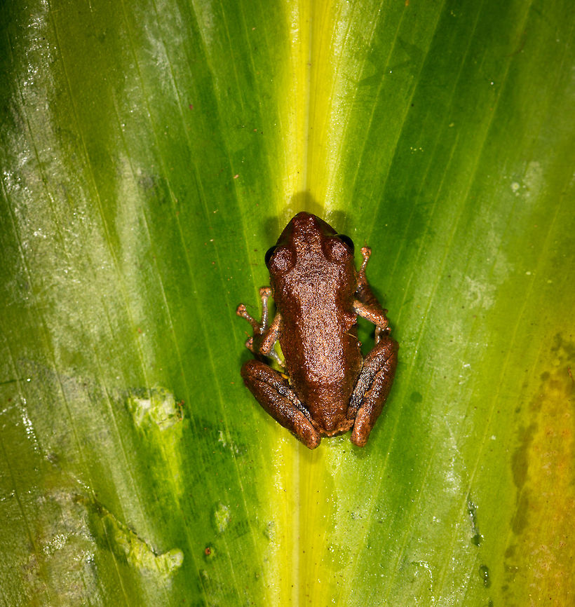 Pristimantis sp. 2 - top view? ,La Isla Escondida, Colombia Found by our guides whilst we were mothing in La Isla Escondida.<br />
<figure class="photo"><a href="https://www.jungledragon.com/image/70572/pristimantis_sp._2_la_isla_escondida_colombia.html" title="Pristimantis sp. 2? ,La Isla Escondida, Colombia"><img src="https://s3.amazonaws.com/media.jungledragon.com/images/2/70572_thumb.jpg?AWSAccessKeyId=05GMT0V3GWVNE7GGM1R2&Expires=1759968010&Signature=o58vb5J672FMxIj0jPO7CBmmDWo%3D" width="200" height="146" alt="Pristimantis sp. 2? ,La Isla Escondida, Colombia Found by our guides whilst we were mothing in La Isla Escondida.<br />
https://www.jungledragon.com/image/70573/pristimantis_sp._2_-_top_view_la_isla_escondida_colombia.html<br />
https://www.jungledragon.com/image/70574/pristimantis_sp._2_-_front_view_la_isla_escondida_colombia.html Colombia,Colombia 2018,Colombia South,Fall,Geotagged,La Isla Escondida,Putumayo,South America,World" /></a></figure><br />
<figure class="photo"><a href="https://www.jungledragon.com/image/70574/pristimantis_sp._2_-_front_view_la_isla_escondida_colombia.html" title="Pristimantis sp. 2? - front view ,La Isla Escondida, Colombia"><img src="https://s3.amazonaws.com/media.jungledragon.com/images/2/70574_thumb.jpg?AWSAccessKeyId=05GMT0V3GWVNE7GGM1R2&Expires=1759968010&Signature=W8PD%2BVdfnMNhPFMDgIkJSaaJSk4%3D" width="200" height="164" alt="Pristimantis sp. 2? - front view ,La Isla Escondida, Colombia Found by our guides whilst we were mothing in La Isla Escondida.<br />
https://www.jungledragon.com/image/70572/pristimantis_sp._2_la_isla_escondida_colombia.html<br />
https://www.jungledragon.com/image/70573/pristimantis_sp._2_-_top_view_la_isla_escondida_colombia.html Colombia,Colombia 2018,Colombia South,Fall,Geotagged,La Isla Escondida,Putumayo,South America,World" /></a></figure> Colombia,Colombia 2018,Colombia South,Fall,Geotagged,La Isla Escondida,Putumayo,South America,World