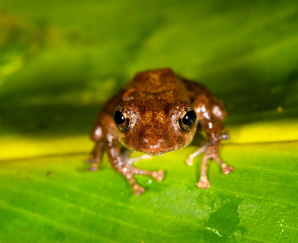 Pristimantis sp. 2? - front view ,La Isla Escondida, Colombia Found by our guides whilst we were mothing in La Isla Escondida.<br />
<figure class="photo"><a href="https://www.jungledragon.com/image/70572/pristimantis_sp._2_la_isla_escondida_colombia.html" title="Pristimantis sp. 2? ,La Isla Escondida, Colombia"><img src="https://s3.amazonaws.com/media.jungledragon.com/images/2/70572_thumb.jpg?AWSAccessKeyId=05GMT0V3GWVNE7GGM1R2&Expires=1759968010&Signature=o58vb5J672FMxIj0jPO7CBmmDWo%3D" width="200" height="146" alt="Pristimantis sp. 2? ,La Isla Escondida, Colombia Found by our guides whilst we were mothing in La Isla Escondida.<br />
https://www.jungledragon.com/image/70573/pristimantis_sp._2_-_top_view_la_isla_escondida_colombia.html<br />
https://www.jungledragon.com/image/70574/pristimantis_sp._2_-_front_view_la_isla_escondida_colombia.html Colombia,Colombia 2018,Colombia South,Fall,Geotagged,La Isla Escondida,Putumayo,South America,World" /></a></figure><br />
<figure class="photo"><a href="https://www.jungledragon.com/image/70573/pristimantis_sp._2_-_top_view_la_isla_escondida_colombia.html" title="Pristimantis sp. 2 - top view? ,La Isla Escondida, Colombia"><img src="https://s3.amazonaws.com/media.jungledragon.com/images/2/70573_thumb.jpg?AWSAccessKeyId=05GMT0V3GWVNE7GGM1R2&Expires=1759968010&Signature=WL5mDu9YRrcoj%2Fk8NBhdm7A2t6g%3D" width="144" height="152" alt="Pristimantis sp. 2 - top view? ,La Isla Escondida, Colombia Found by our guides whilst we were mothing in La Isla Escondida.<br />
https://www.jungledragon.com/image/70572/pristimantis_sp._2_la_isla_escondida_colombia.html<br />
https://www.jungledragon.com/image/70574/pristimantis_sp._2_-_front_view_la_isla_escondida_colombia.html Colombia,Colombia 2018,Colombia South,Fall,Geotagged,La Isla Escondida,Putumayo,South America,World" /></a></figure> Colombia,Colombia 2018,Colombia South,Fall,Geotagged,La Isla Escondida,Putumayo,South America,World