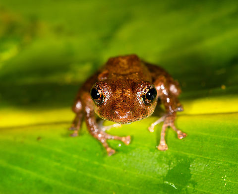 Pristimantis sp. 2? - front view ,La Isla Escondida, Colombia Found by our guides whilst we were mothing in La Isla Escondida.
https://www.jungledragon.com/image/70572/pristimantis_sp._2_la_isla_escondida_colombia.html
https://www.jungledragon.com/image/70573/pristimantis_sp._2_-_top_view_la_isla_escondida_colombia.html Colombia,Colombia 2018,Colombia South,Fall,Geotagged,La Isla Escondida,Putumayo,South America,World