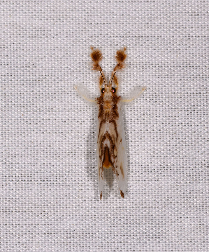 Dalcerides alba, La Isla Escondida, Colombia <figure class="photo"><a href="https://www.jungledragon.com/image/70576/dalcerides_alba_-_side_view_la_isla_escondida_colombia.html" title="Dalcerides alba - side view, La Isla Escondida, Colombia"><img src="https://s3.amazonaws.com/media.jungledragon.com/images/2/70576_thumb.jpg?AWSAccessKeyId=05GMT0V3GWVNE7GGM1R2&Expires=1769040010&Signature=3XlbGcuvAZs3lj5lwdDDcYM14qQ%3D" width="200" height="136" alt="Dalcerides alba - side view, La Isla Escondida, Colombia https://www.jungledragon.com/image/70575/moth_052_la_isla_escondida_colombia.html Colombia,Colombia 2018,Colombia South,Dalcerides alba,Fall,Geotagged,La Isla Escondida,Putumayo,South America,World" /></a></figure> Colombia,Colombia 2018,Colombia South,Dalcerides alba,La Isla Escondida,Putumayo,South America,World