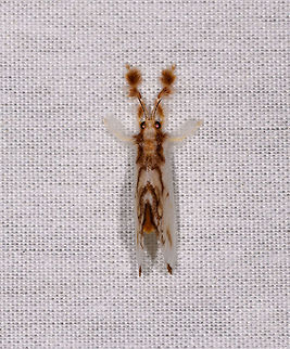 Dalcerides alba, La Isla Escondida, Colombia https://www.jungledragon.com/image/70576/moth_053_la_isla_escondida_colombia.html Colombia,Colombia 2018,Colombia South,Dalcerides alba,La Isla Escondida,Putumayo,South America,World