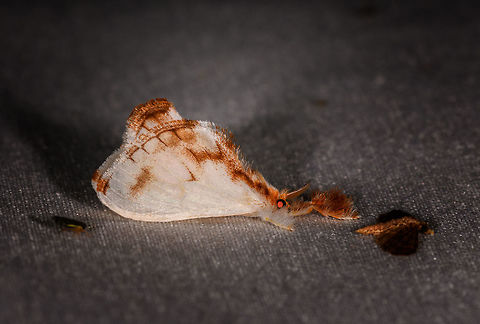 Dalcerides alba - side view, La Isla Escondida, Colombia https://www.jungledragon.com/image/70575/moth_052_la_isla_escondida_colombia.html Colombia,Colombia 2018,Colombia South,Dalcerides alba,Fall,Geotagged,La Isla Escondida,Putumayo,South America,World