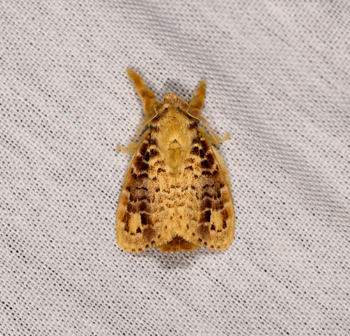 Nesara casada, La Isla Escondida, Colombia  Colombia,Colombia 2018,Colombia South,Fall,Geotagged,La Isla Escondida,Nesara casada,Putumayo,South America,World