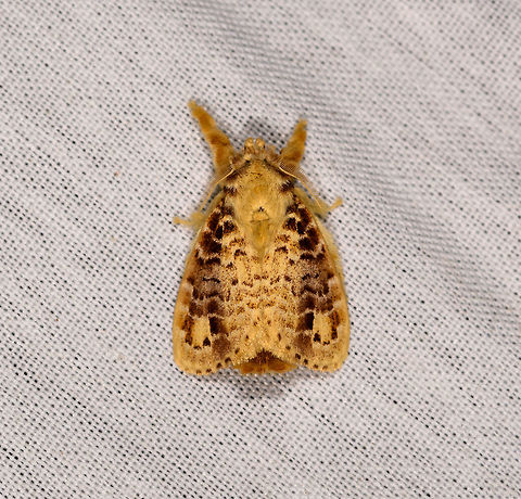 Nesara casada, La Isla Escondida, Colombia  Colombia,Colombia 2018,Colombia South,Fall,Geotagged,La Isla Escondida,Nesara casada,Putumayo,South America,World