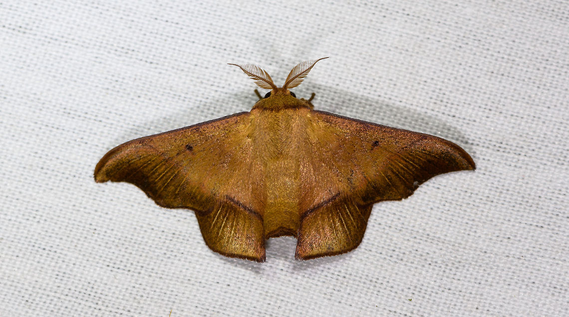 Alheita pulla, La Isla Escondida, Colombia  Alheita pulla,Colombia,Colombia 2018,Colombia South,Fall,Geotagged,La Isla Escondida,Putumayo,South America,World